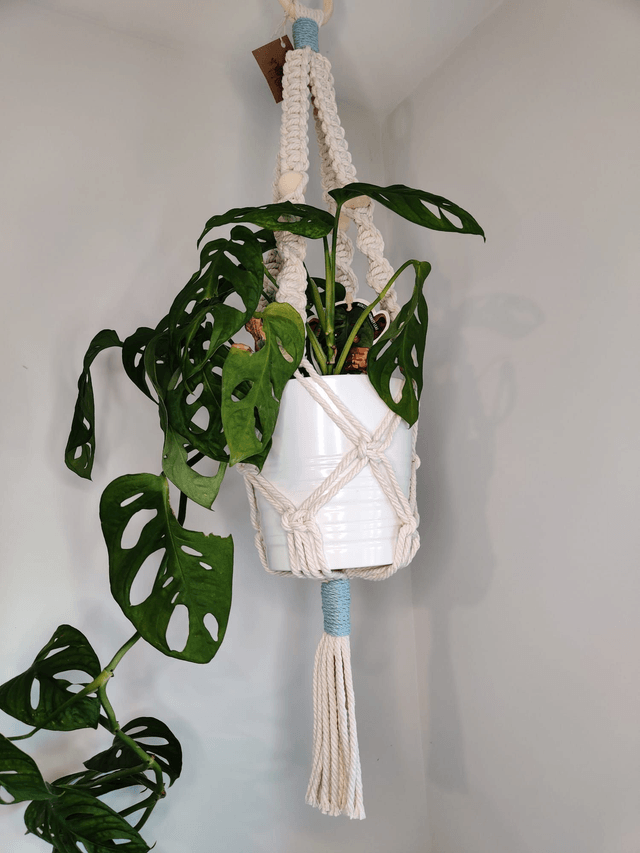 pop plant hanger