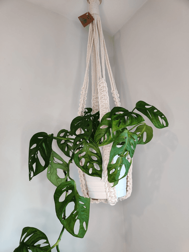 Tassle-less plant hanger